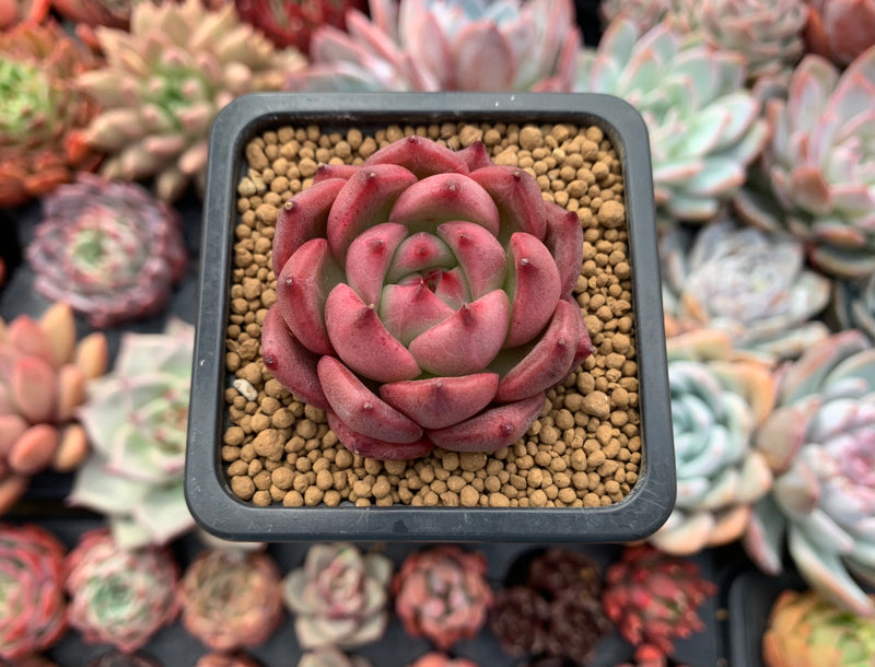honey pink succulent Echeveria Agavoides 'Honey Pink' 1