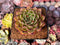 Echeveria Agavoides 'Sarabony' 3" Succulent Plant