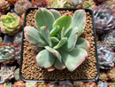 Echeveria 'Luella' Variegated 2"-3" Succulent Plant