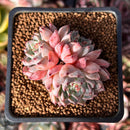Echeveria 'Mata' 2" Succulent Plant
