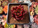 Echeveria Agavoides 'Electra' 2" Succulent Plant