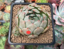 Echeveria 'Momentum' New Hybrid 2" Succulent Plant
