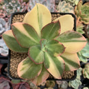 Echeveria 'Jyulia' Variegated 4" Succulent Plant