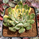 Echeveria 'Pulidonis' Variegated 3" Succulent Plant