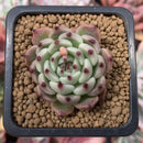 Echeveria sp. 1" Succulent Plant