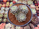 Echeveria 'Tinkerbell' 4" Cluster Succulent Plant