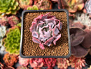 Echeveria 'Trumpet Pinky' 1"-2" Succulent Plant