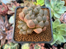 Haworthia Cymbiformis 'Black Obtusa' 2" Succulent Plant