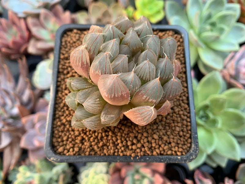 haworthia obtusa succulent Haworthia Cymbiformis 'Black Obtusa' 2" Succulent Plant