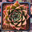 Echeveria Agavoides 'Sarabony' 2" (Seed Grown) Succulent Plant