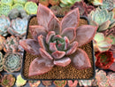 Echeveria 'Purple Champaign' 3"-4" Succulent Plant