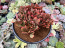 Echeveria 'Gandallis' Crested 3" Succulent Plant