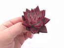 Echeveria Agavoides Red Ebony Seedling 1”-2” Rare Succulent Plant