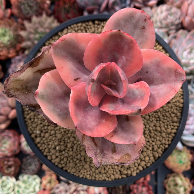 golden state succulents Echeveria 'Golden State' Variegated 4" Succulent Plant – True Succulents Plant Co