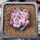 Echeveria 'Coloseum' 1" Small Succulent Plant