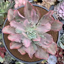 Echeveria 'Chantilly' Mutation Variegated 5" Large Succulent Plant