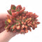 Echeveria ‘Memory’ Crested 3” Rare Succulent Plant
