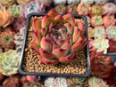 Echeveria Agavoides 'Fire Pillar' 2"-3" Succulent Plant