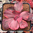 Echeveria 'Red Phoenix' Variegated 4" Succulent Plant