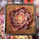 Echeveria 'Vasilisa' 2" Succulent Plant