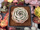 Echeveria 'Beads of Dew' 1" Succulent Plant