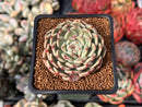 Echeveria Selected Hybrid 2" Succulent Plant