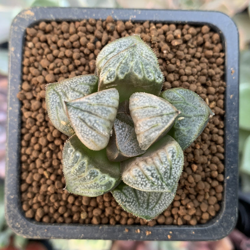 Haworthia 'Aquarius' 1