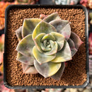 Graptopetalum 'Bainesii' Variegated 3" Succulent Plant