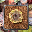 Echeveria 'Citrine' 1"-2" Seed Grown Air Magic Hybrid Succulent Plant