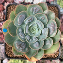 Echeveria 'Raindrop' 3" Succulent Plant