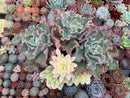 Echeveria 'Japan Moon River' Variegated 10"+ Very Large Cluster Succulent Plant
