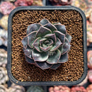 Echeveria 'Water Drop' 1" Succulent Plant