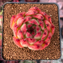 Echeveria Agavoides 'Rose Garnet' 2"-3" Succulent Plant