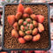 Echeveria Agavoides 'Shooting Star' 1"-2" Succulent Plant