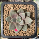 Echeveria 'Summer' 1" New Hybrid Succulent Plant