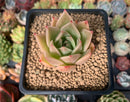 Echeveria Agavoides 'Honja' 1"-2" Succulent Plant