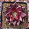Echeveria Agavoides 'Luming' 2"-3" Succulent Plant