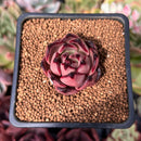 Echeveria Agavoides 'Red Ebony' 1" Succulent Plant