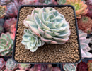 Echeveria 'Compton Carousel' Variegated 2"-3" Double-Headed Cluster Succulent Plant