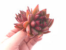 Echeveria Agvoides Mundy 4” Rare Succulent Plant