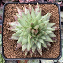 Echeveria Agavoides 'Early Morning Star' *Circular* Crested 3" Succulent Plant