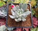 Pachyveria 'Roly-Poly' Variegated 1"-2" Succulent Plant