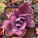 Echeveria 'Chantilly' Mutation Variegated 3" Succulent Plant