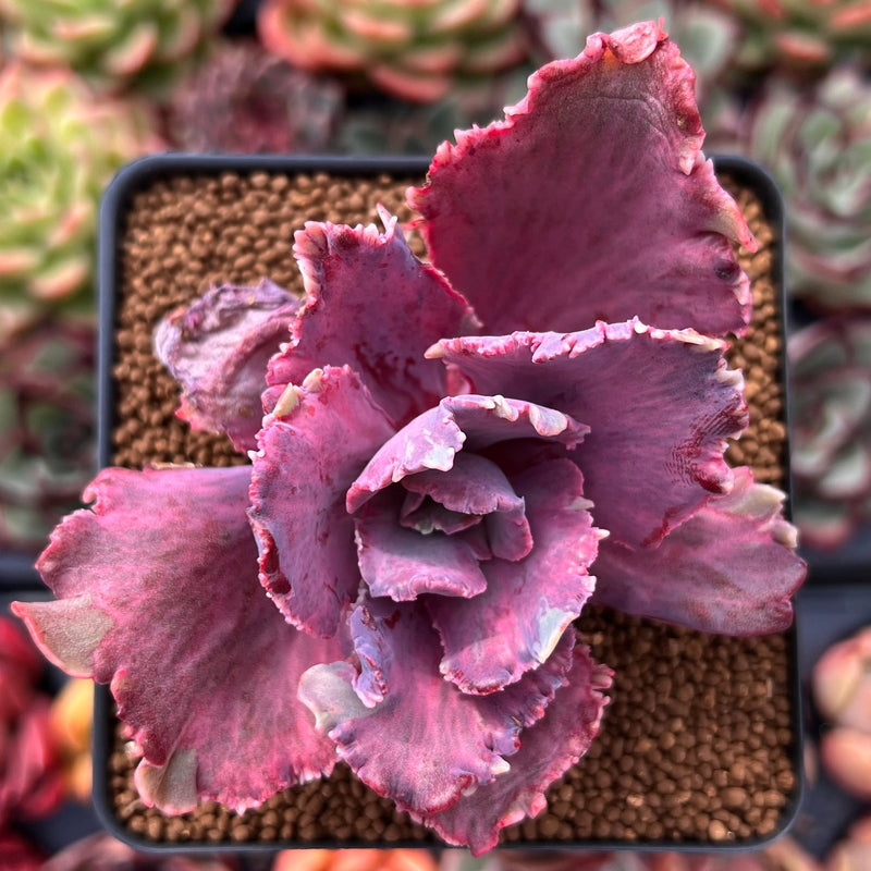 chantilly succulent Echeveria 'Chantilly' Mutation Variegated 3