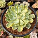 Echeveria 'Twin Berry' Variegated 4" Succulent Plant
