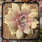 Echeveria 'Pastel Leon' 3"-4" Succulent Plant