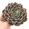 Echeveria Agavoides 'Rudolph’ Large 5” Rare Succulent Plant