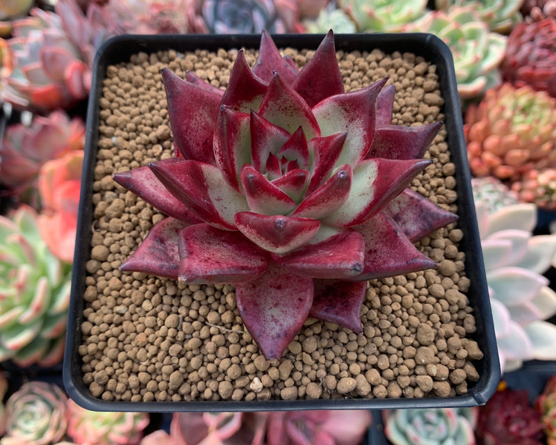 red leafed succulent Echeveria Agavoides 'Red Ebony' 3" Succulent Plant – True Succulents Plant  Co