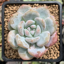 Echeveria 'Orange Monroe' 2" Succulent Plant