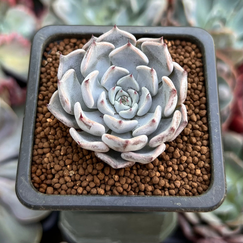 gray succulents Echeveria 'Gray Rosa' 1" Succulent Plant – True Succulents Plant Co